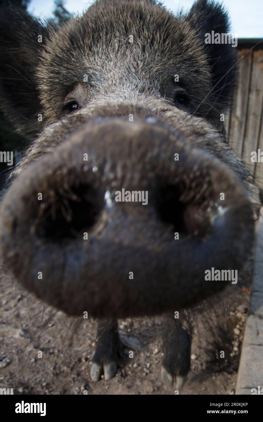 Close-up of wild boar's nose at Wildpark Haibach animal park, Haibach, Westspessart, Spessart-Mainland, Franconia, Bavaria, Germany Stock Photo