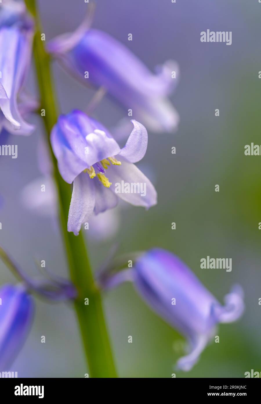 A beautiful fragrant Bluebell flower, (Hyacinthoides non-scripta), photographed against a mass of other bluebells Stock Photo