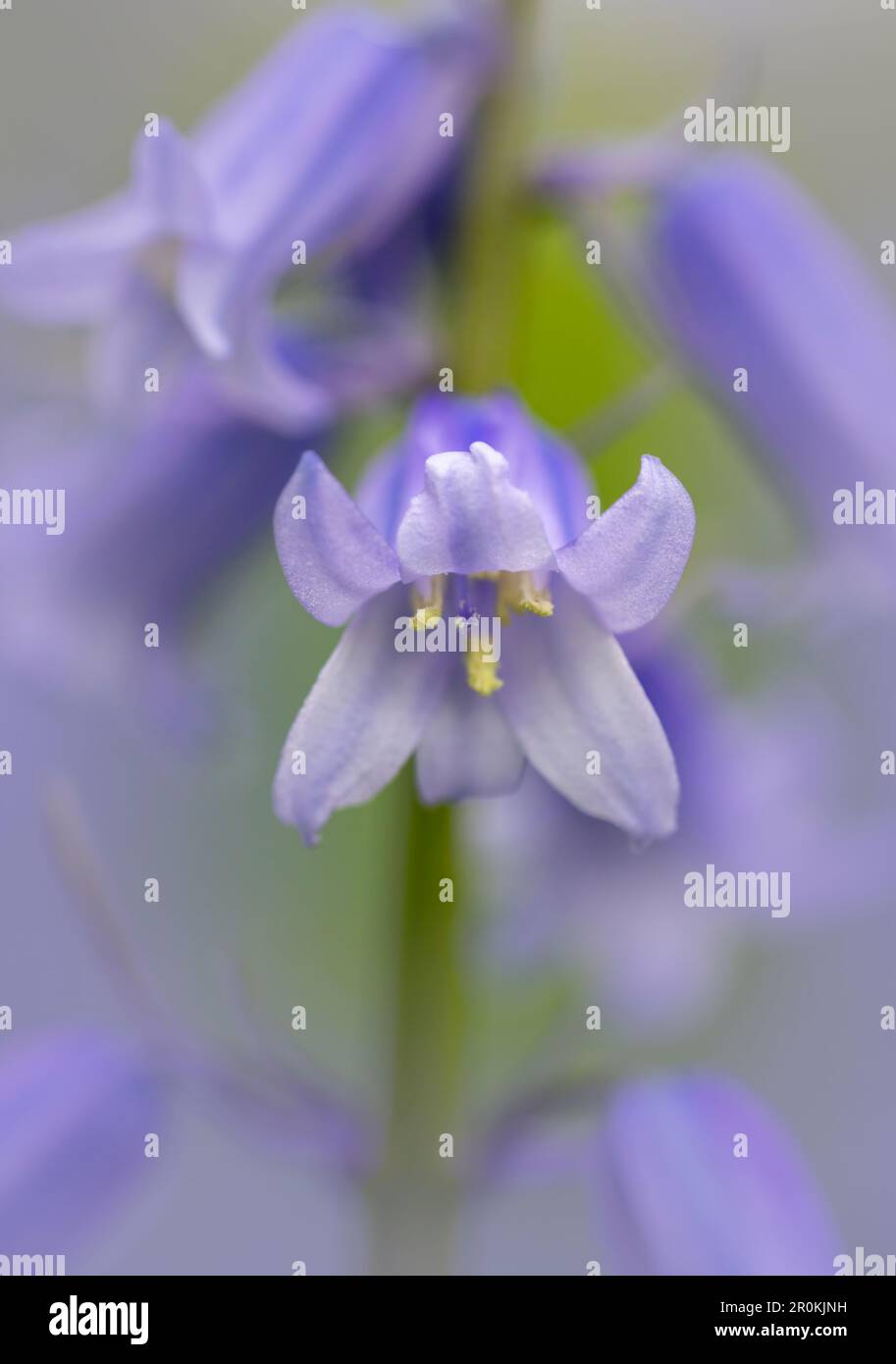 A beautiful fragrant Bluebell flower, (Hyacinthoides non-scripta), photographed against a mass of other bluebells Stock Photo