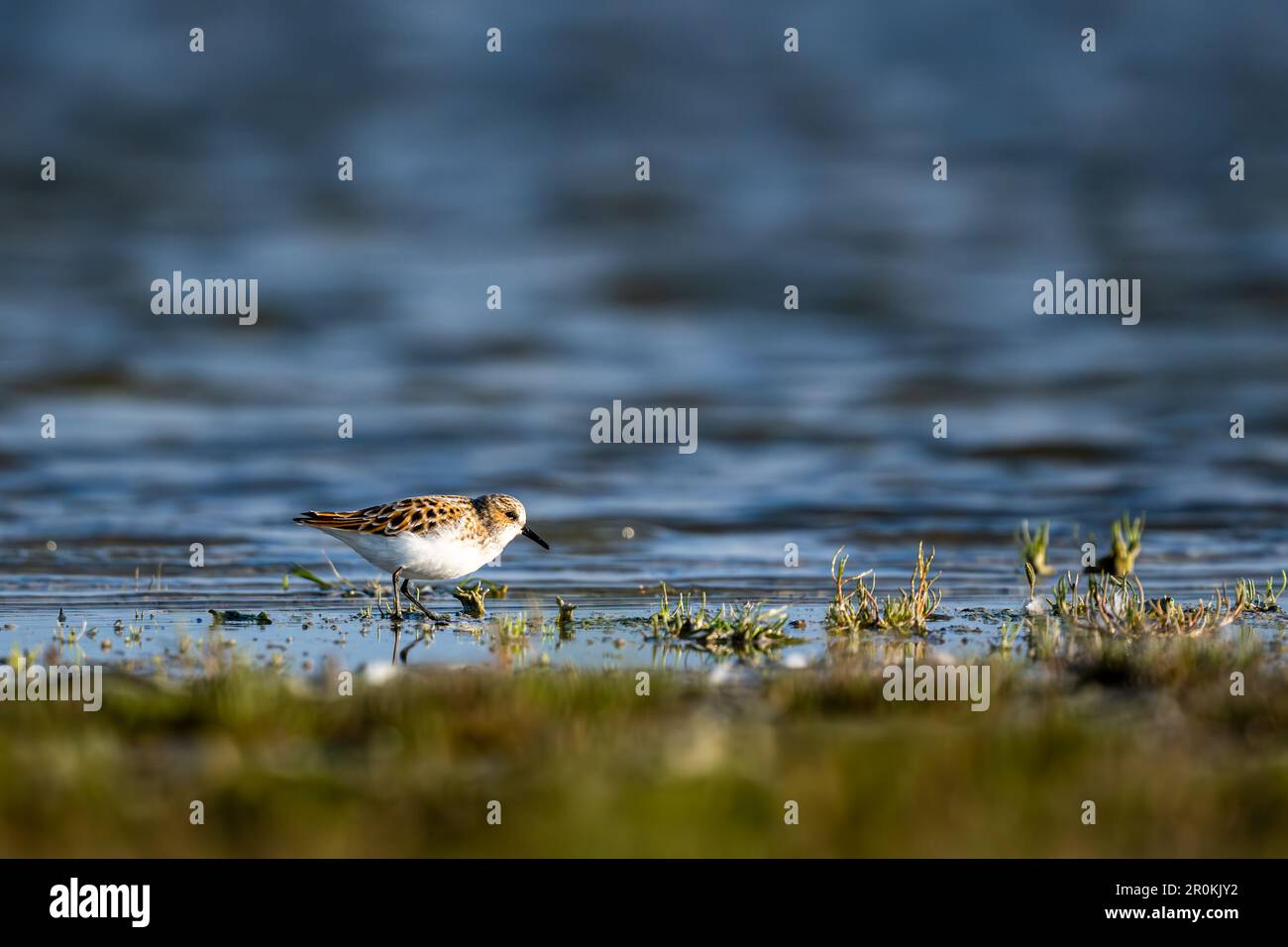 Little stint, Calidris minuta. Lake Neusiedl - Seewinkel National Park, Austria. Stock Photo