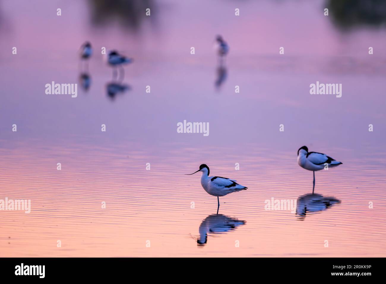 Pied avocet, Recurvirostra avosetta. Lake Neusiedl - Seewinkel National Park, Austria. Stock Photo