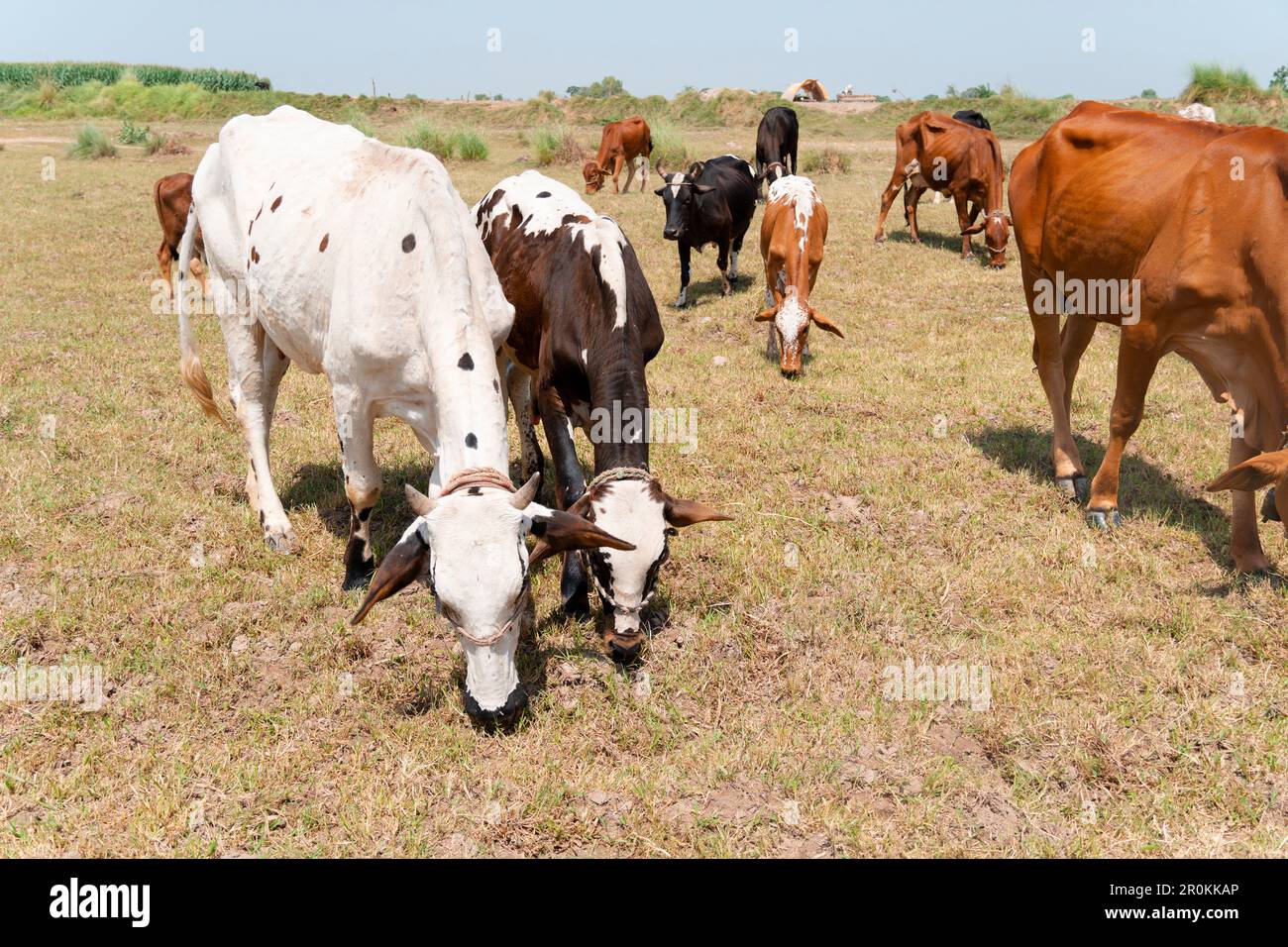 Cows in a grassy field on a bright and sunny day Stock Photo