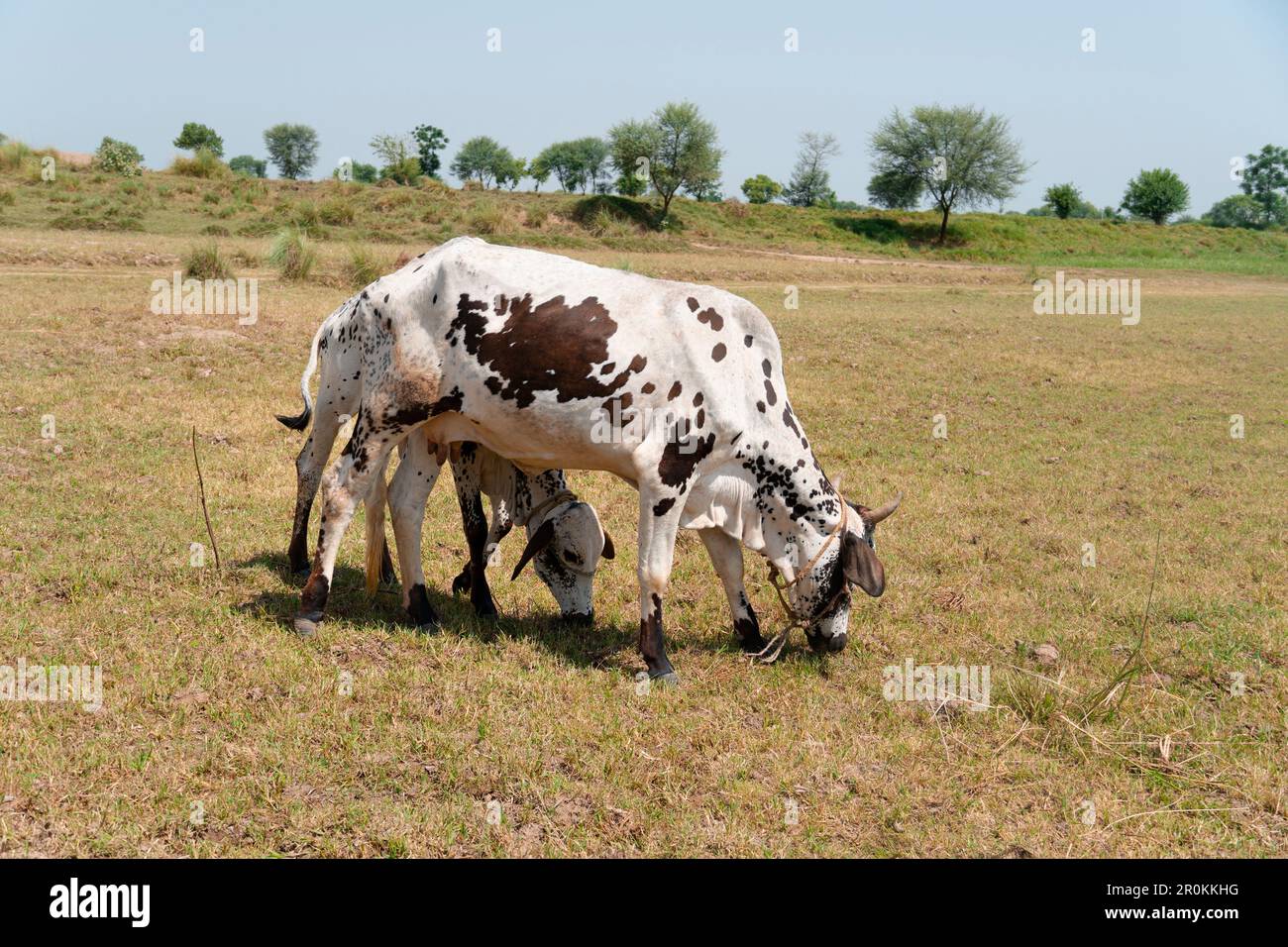Cows in a grassy field on a bright and sunny day Stock Photo - Alamy