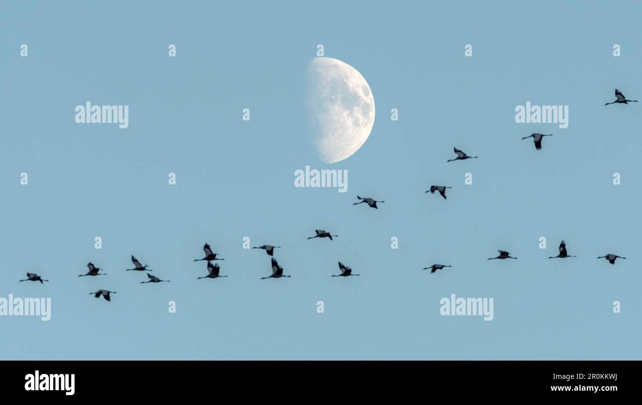 Flying cranes in front of the moon, sunset, crane family, birds of luck, birds, flight study, bird silhouettes, bird watching, crane watching, Linum, Stock Photo