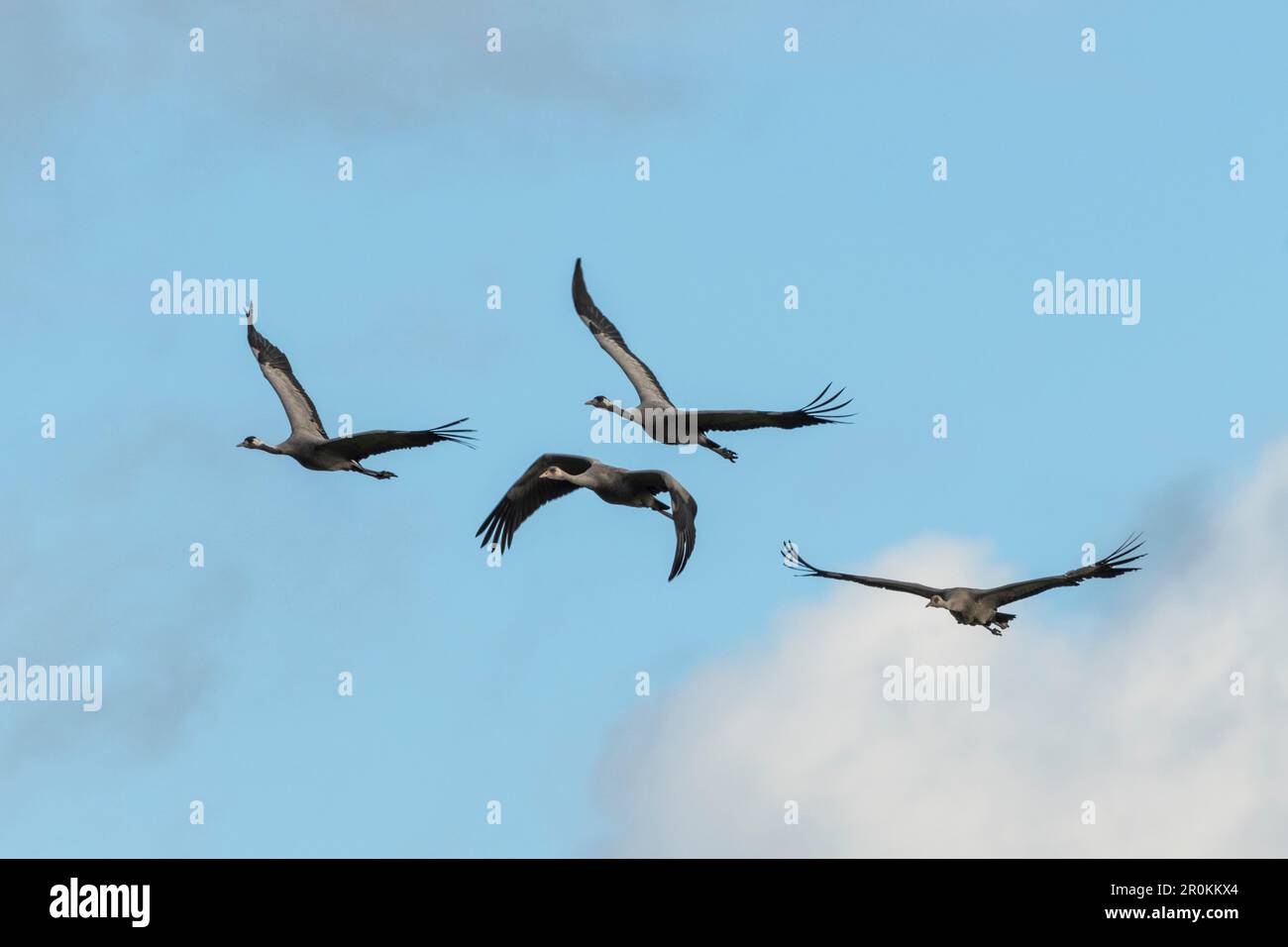 Flight study cranes, birds of luck, bird migration, flying cranes, autumn, crane family, rest stop, Linum, Linumer Bruch, Brandenburg, Germany Stock Photo