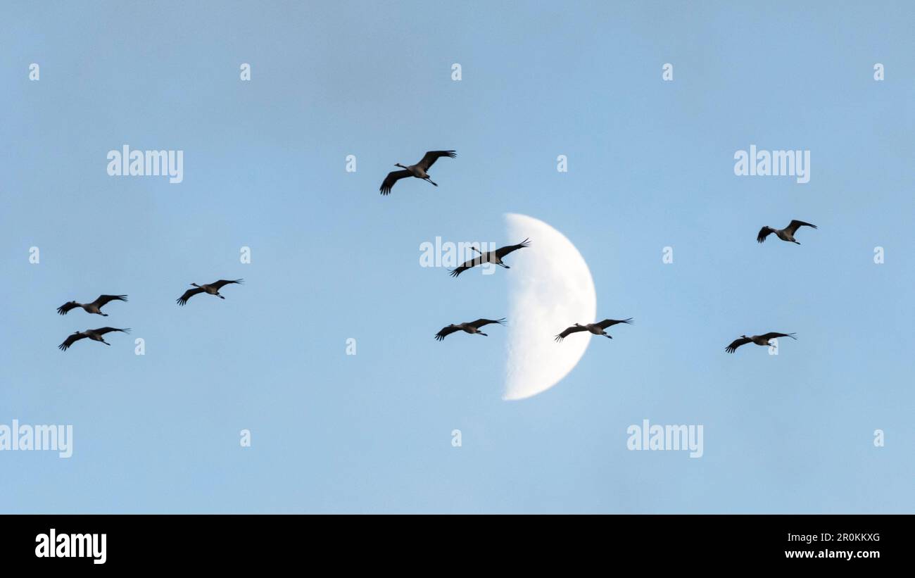 Flying cranes in front of the moon, sunset, crane family, birds of luck, bird migration, flight study, bird silhouettes, bird watching, crane watching Stock Photo