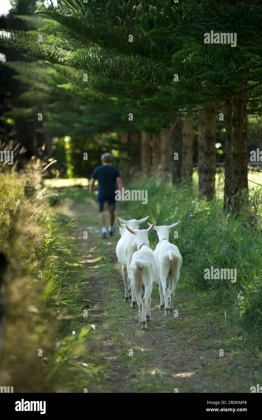 Goats at the Hilli Goat Farm in the north-west of the island enjoy a carefree life, Australia Stock Photo