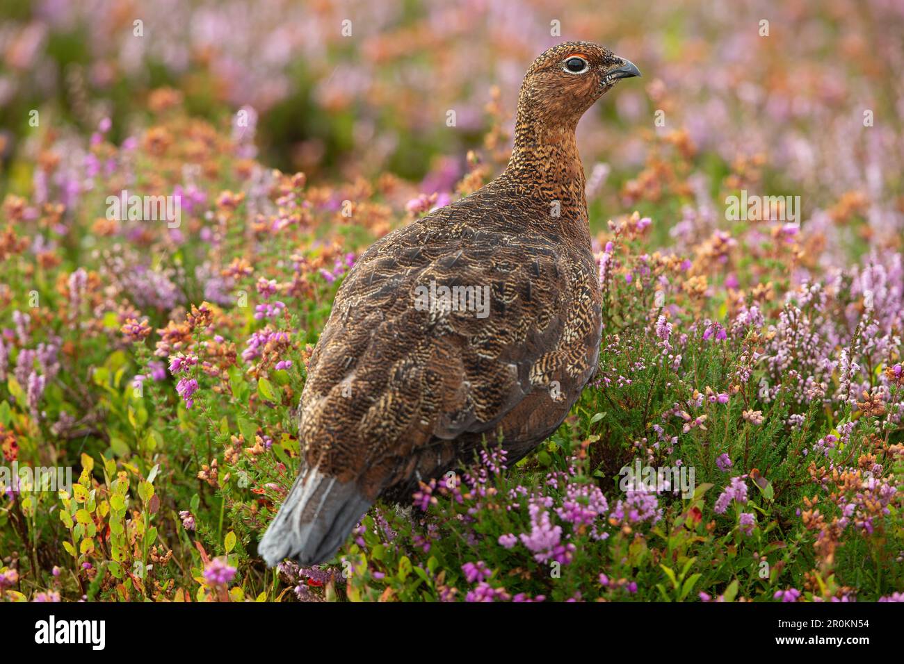 Red Grouse, Scientific name: Lagopus Lagopus. Close up of a Red Grouse male  in natural grousemoor habitat in late Summer when the heather is in full Stock Photo