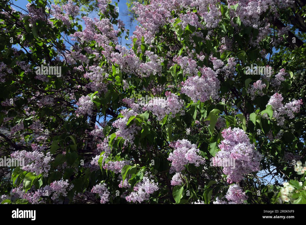 KHARKIV, UKRAINE MAY 7, 2023 A lilac bush is in full bloom in