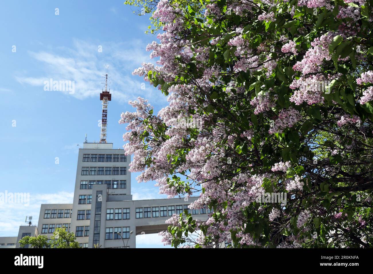 KHARKIV, UKRAINE MAY 7, 2023 A lilac bush is in full bloom outside