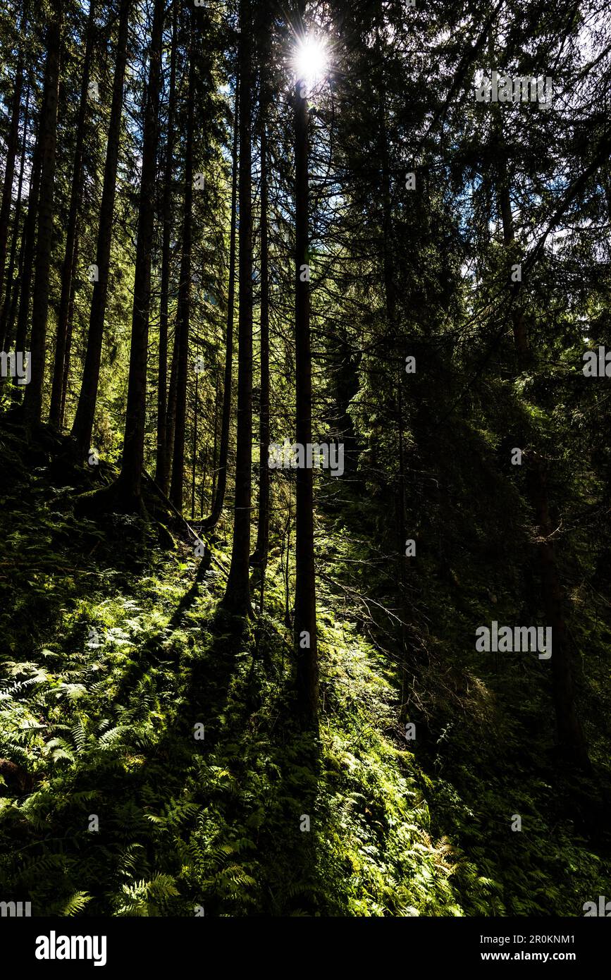 Forest densely overgrown ferns hi-res stock photography and images - Alamy
