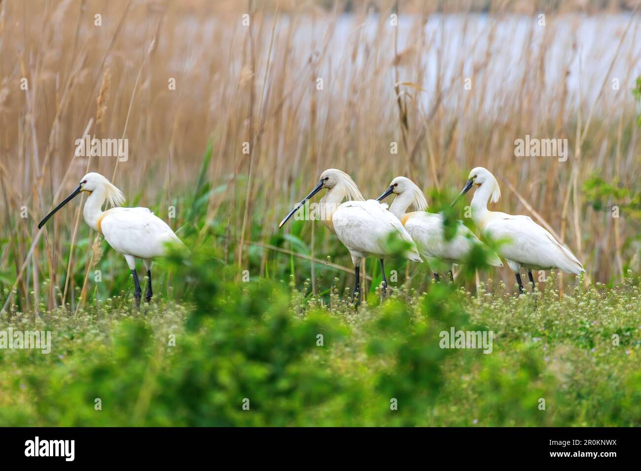 eurasian-spoonbill-in-marshy-grassland-habitat-platalea-leucorodia