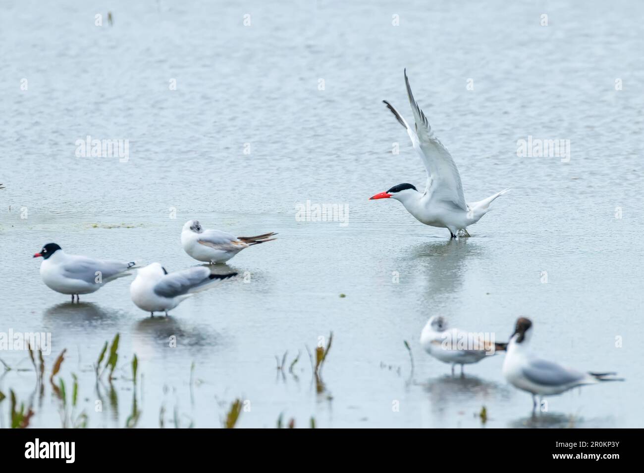Caspian sea in north hi-res stock photography and images - Alamy