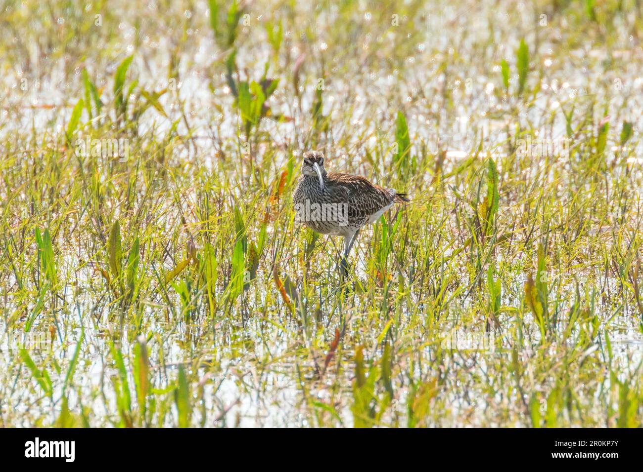 Eurasian Curlew standing in low marsh grassland (Numenius arquata) Stock Photo