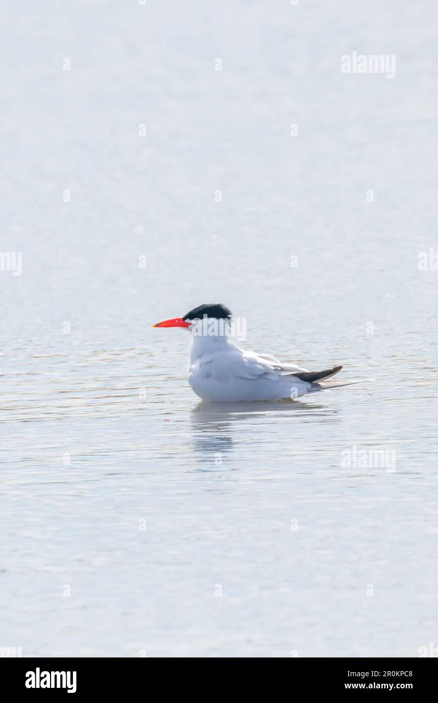 Caspian Tern resting on water surface (Hydroprogne caspia) Stock Photo