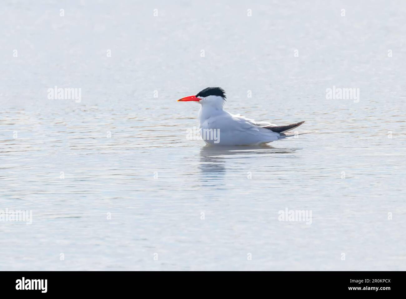 Caspian Tern resting on water surface (Hydroprogne caspia) Stock Photo