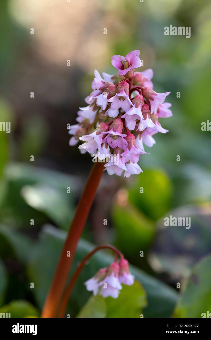 close up of a flowering heart-leaved bergenia on blurry background Stock Photo