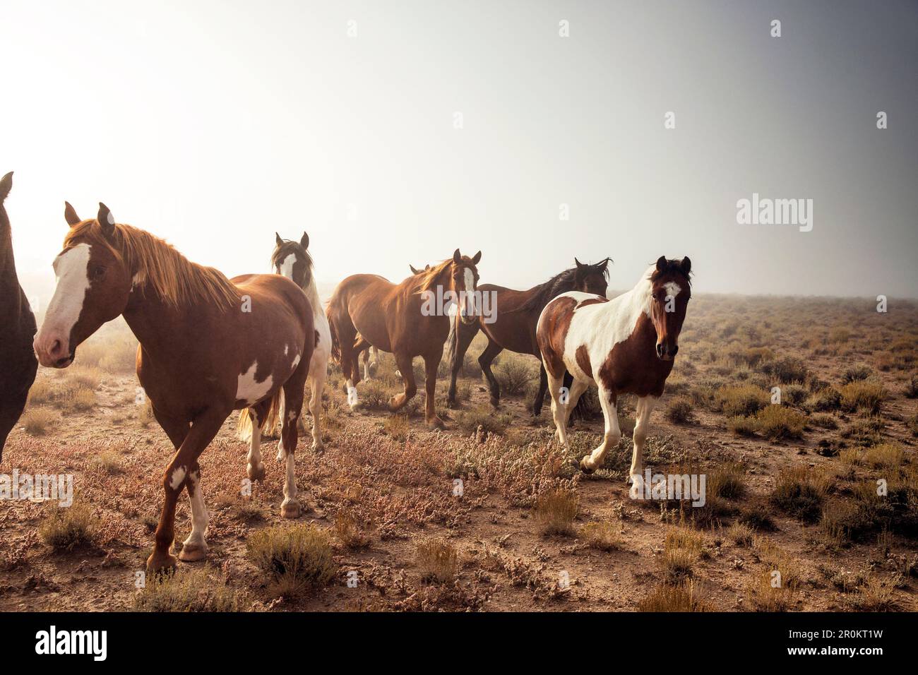 USA, Nevada, Wells, Mustang Monument, A sustainable luxury eco friendly