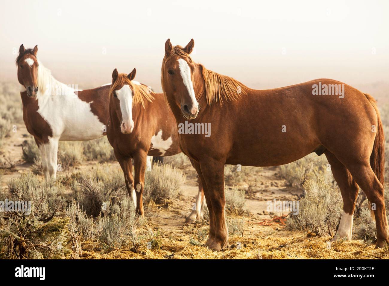 USA, Nevada, Wells, Mustang Monument, A sustainable luxury eco friendly