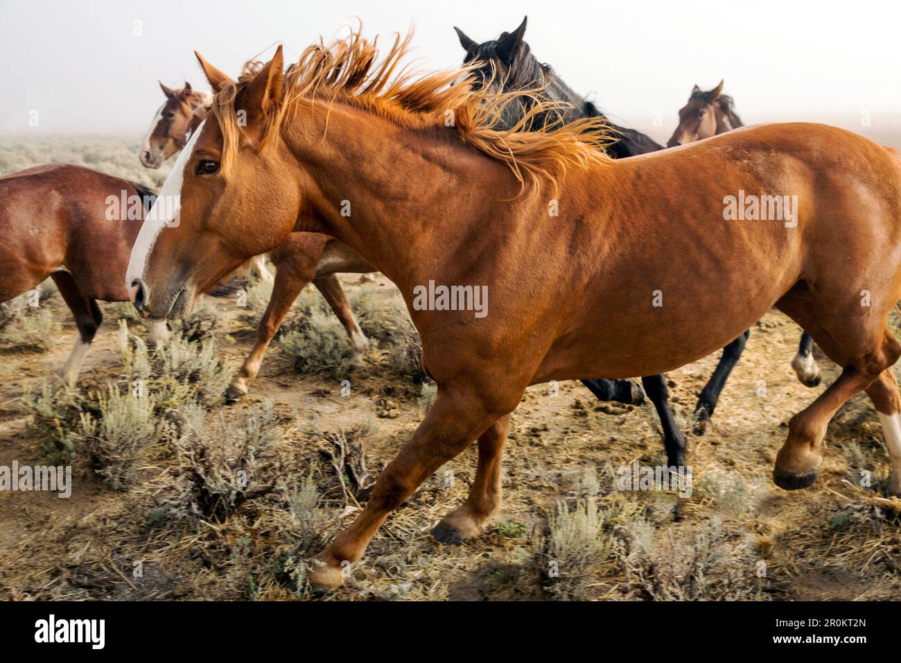 USA, Nevada, Wells, Mustang Monument, A sustainable luxury eco friendly