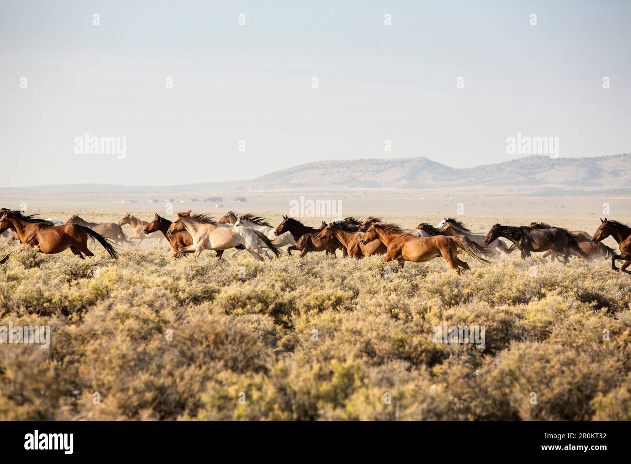USA, Nevada, Wells, Mustang Monument, A sustainable luxury eco friendly