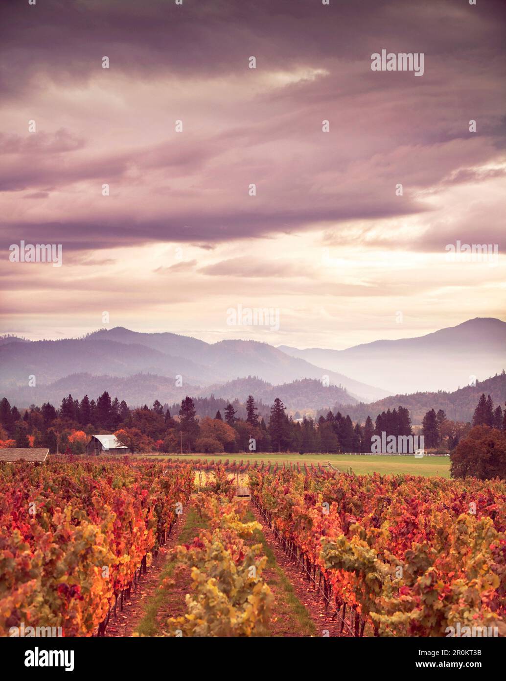 USA, Oregon, Medford, Schmidt Family Vineyards is located in the