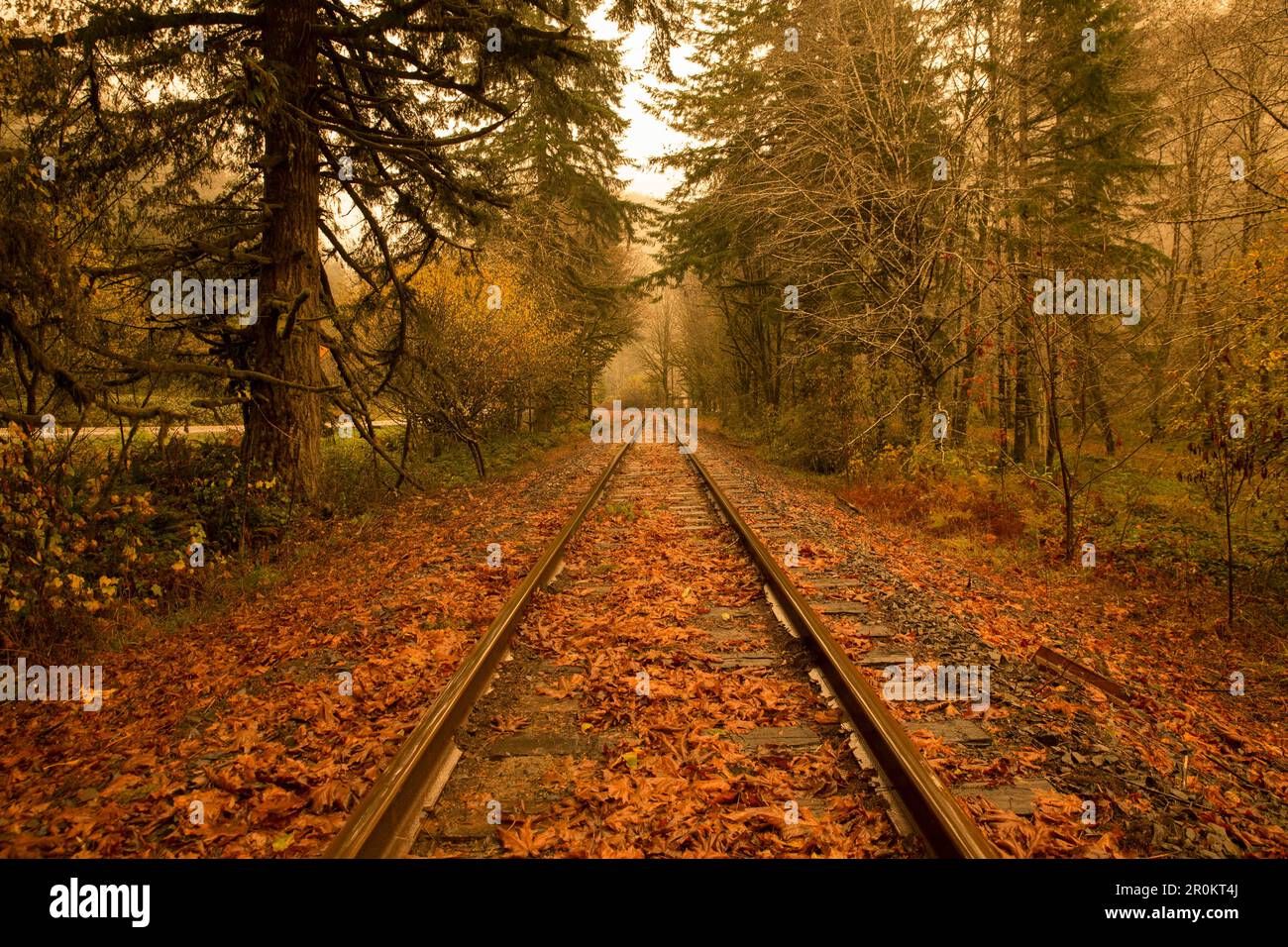 USA, Oregon, train tracks covered in colorful leaves off of Highway 20 Stock Photo
