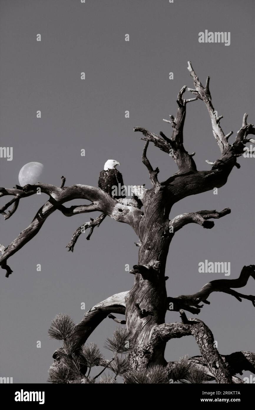 USA, Utah, bald eagle in an old tree with the moon, Rte 9, the Zion