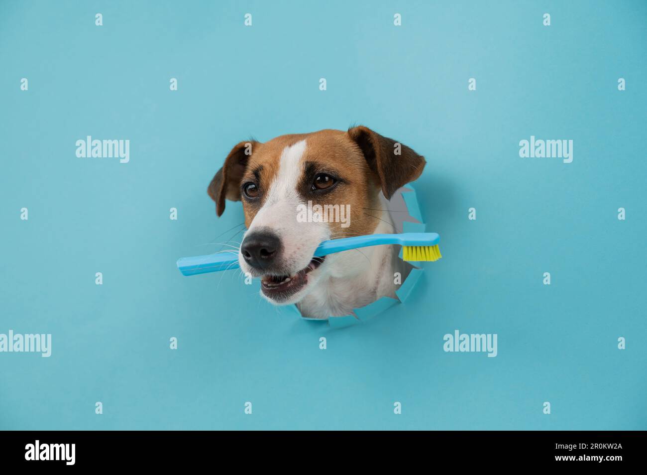Dog muzzle shop jack russell terrier