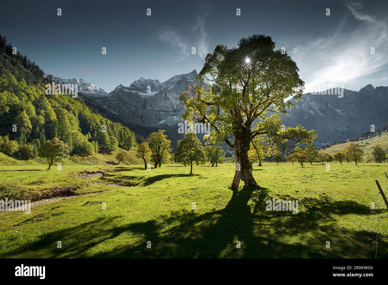 sycamore tree in green Valley,  Great sycamore Valley, Eng, Riss Valley, Tyrol, Austria Stock Photo