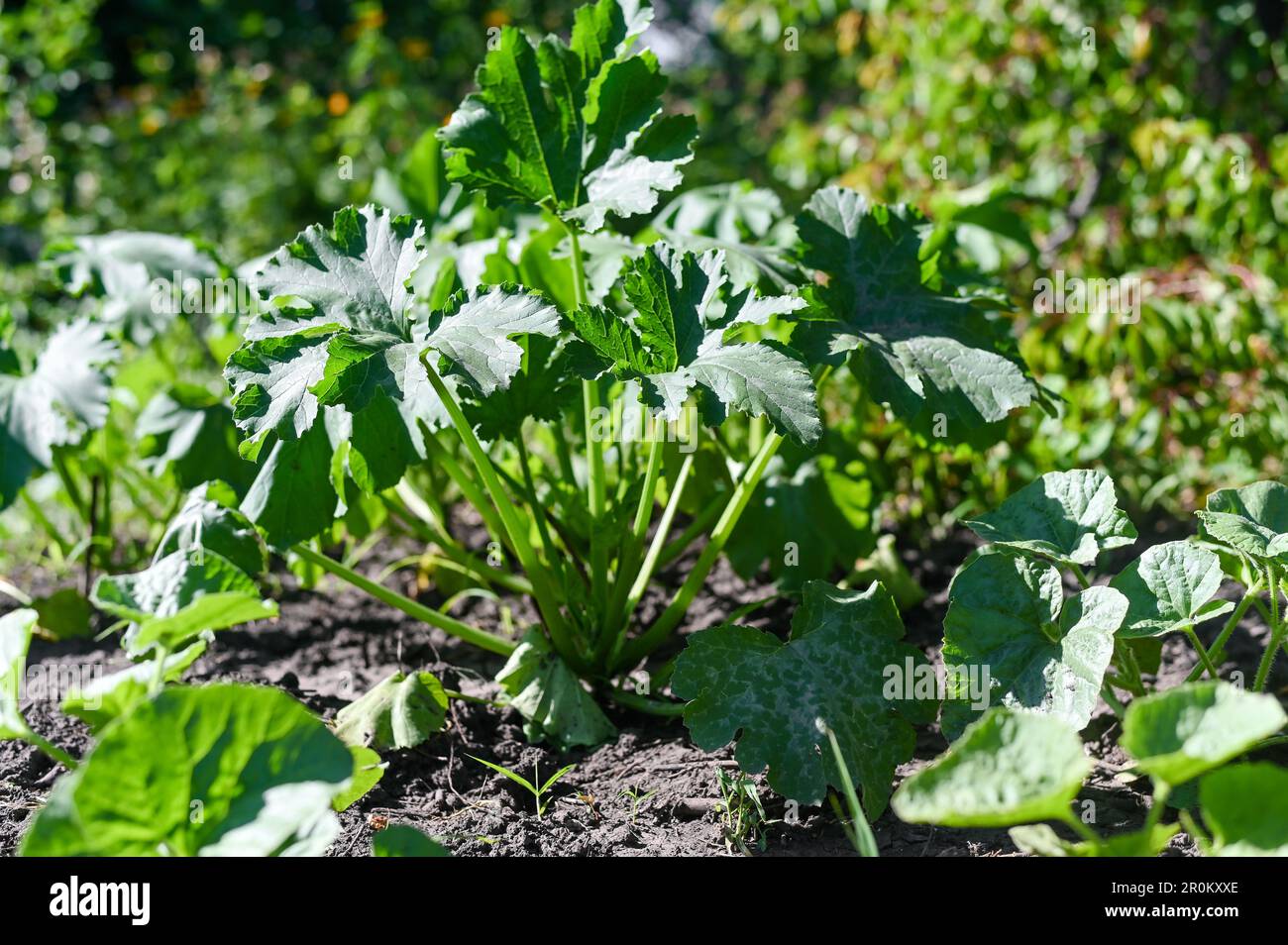 a squash plant, with beautiful large leaves. before the appearance of zucchini fruits. Stock Photo