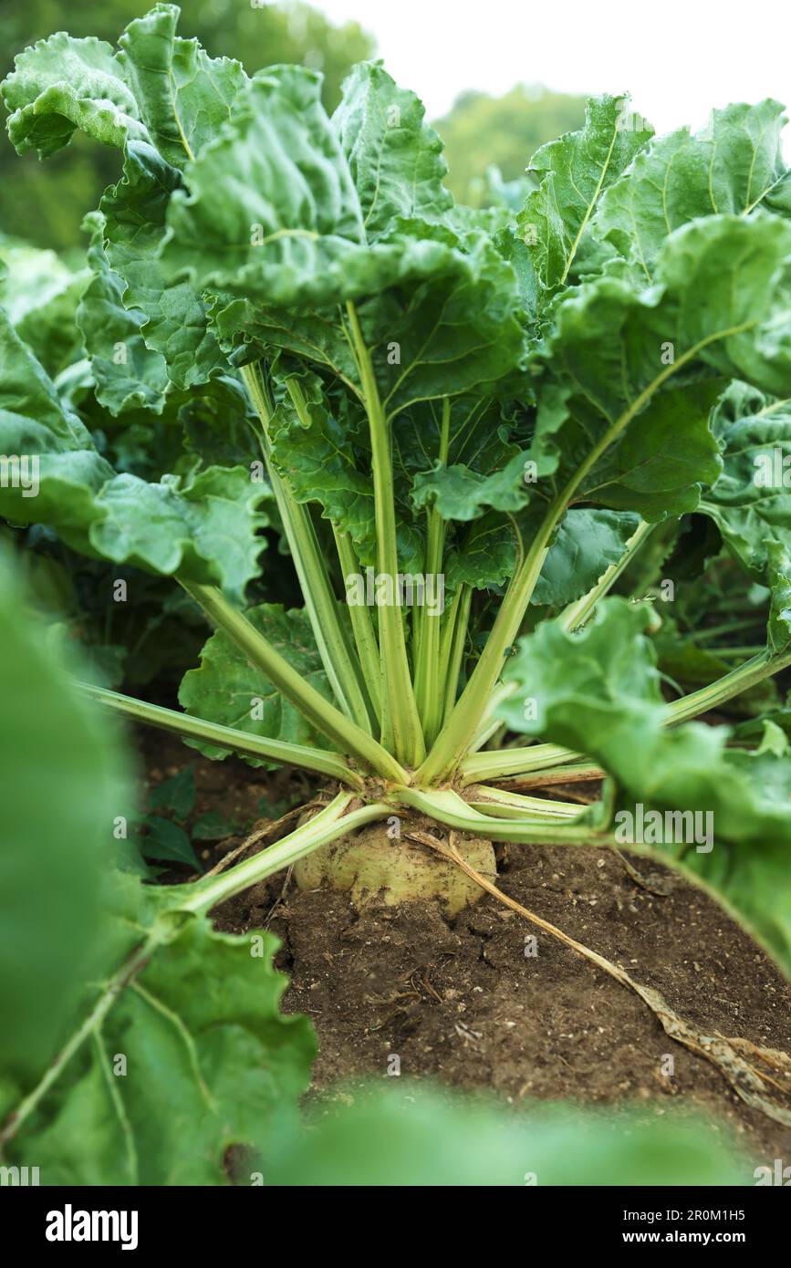 White beet plants with green leaves growing in field, closeup Stock Photo -  Alamy