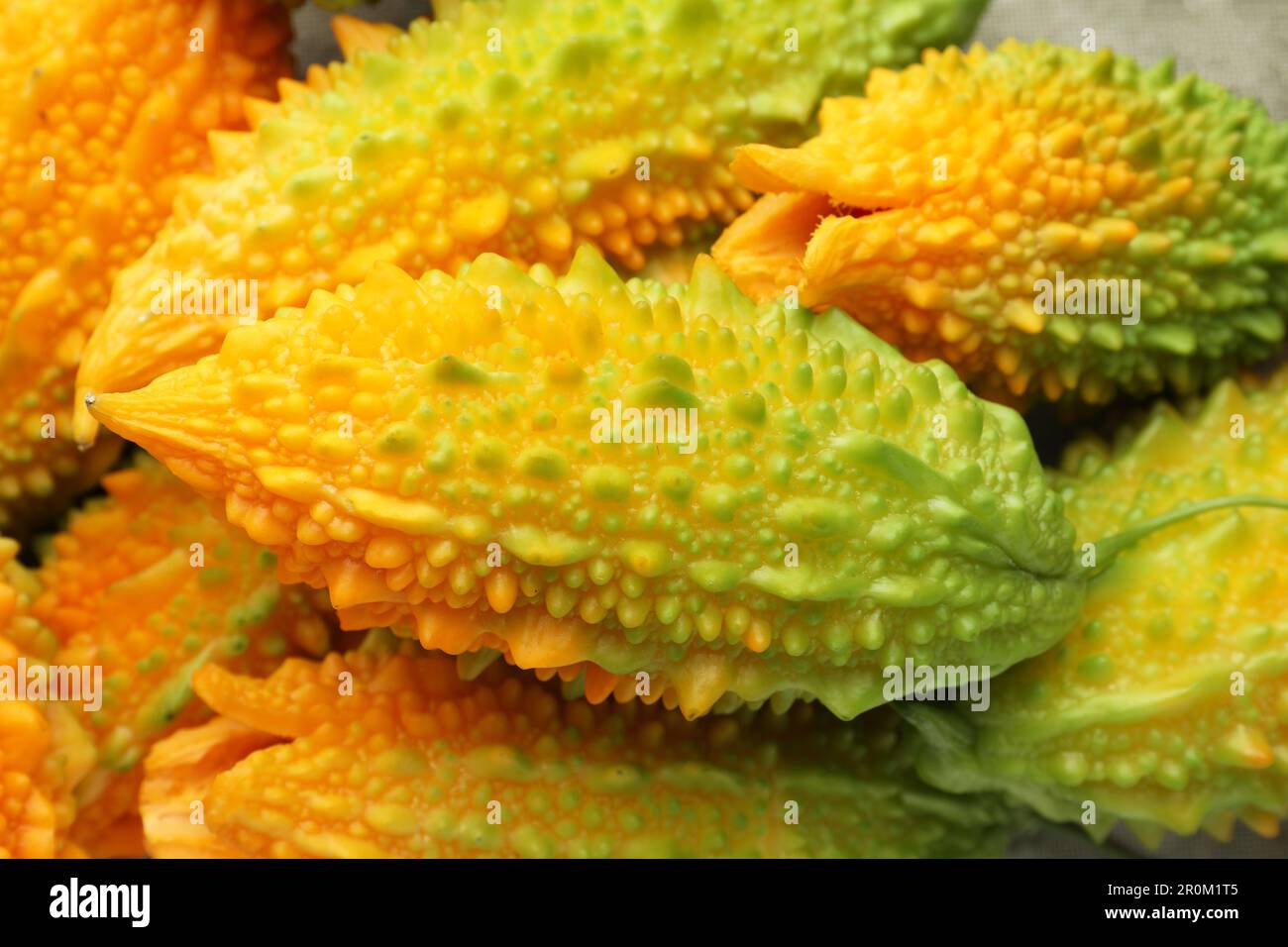 Many fresh bitter melons as background, closeup Stock Photo