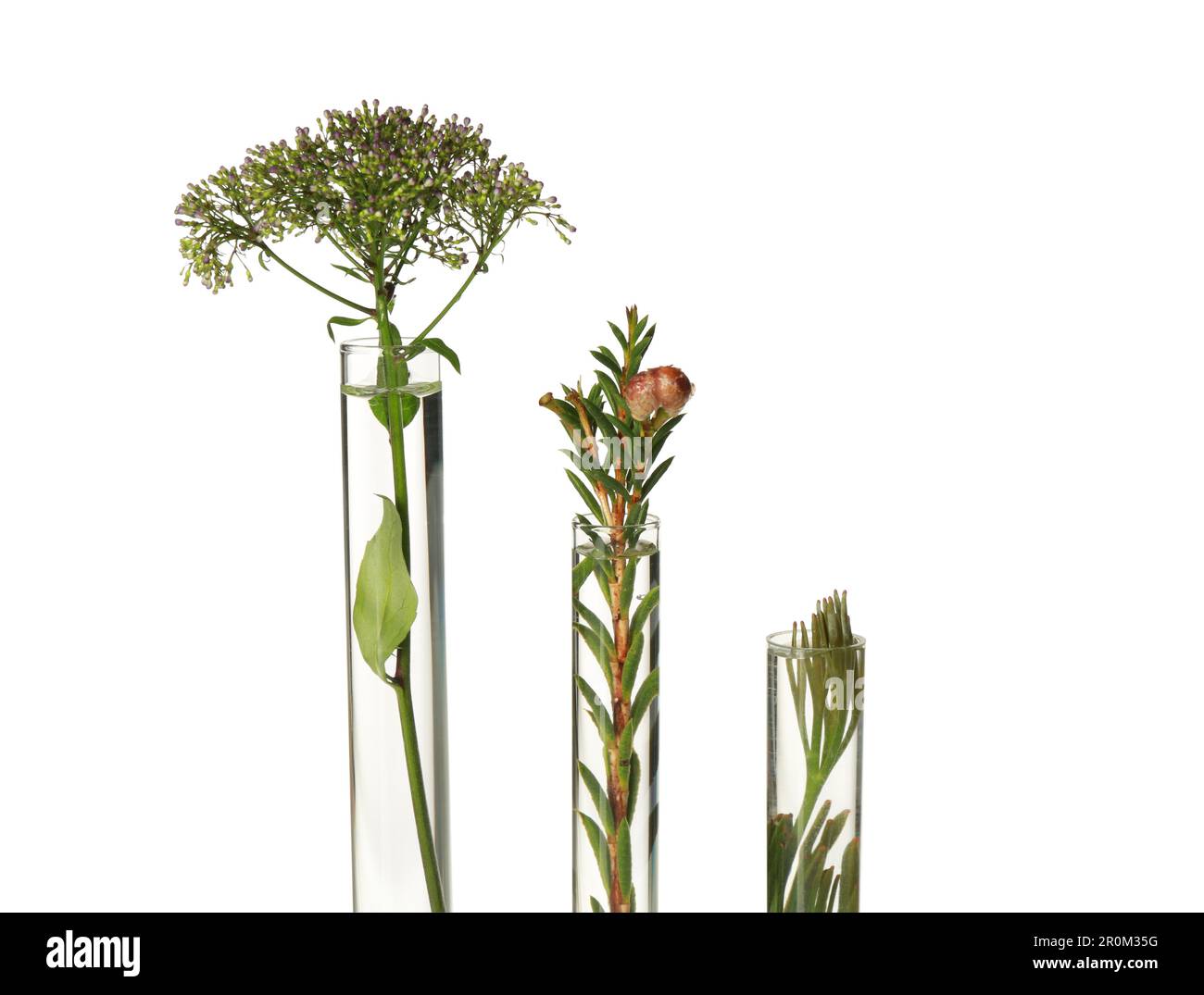 Different plants in test tubes on white background Stock Photo