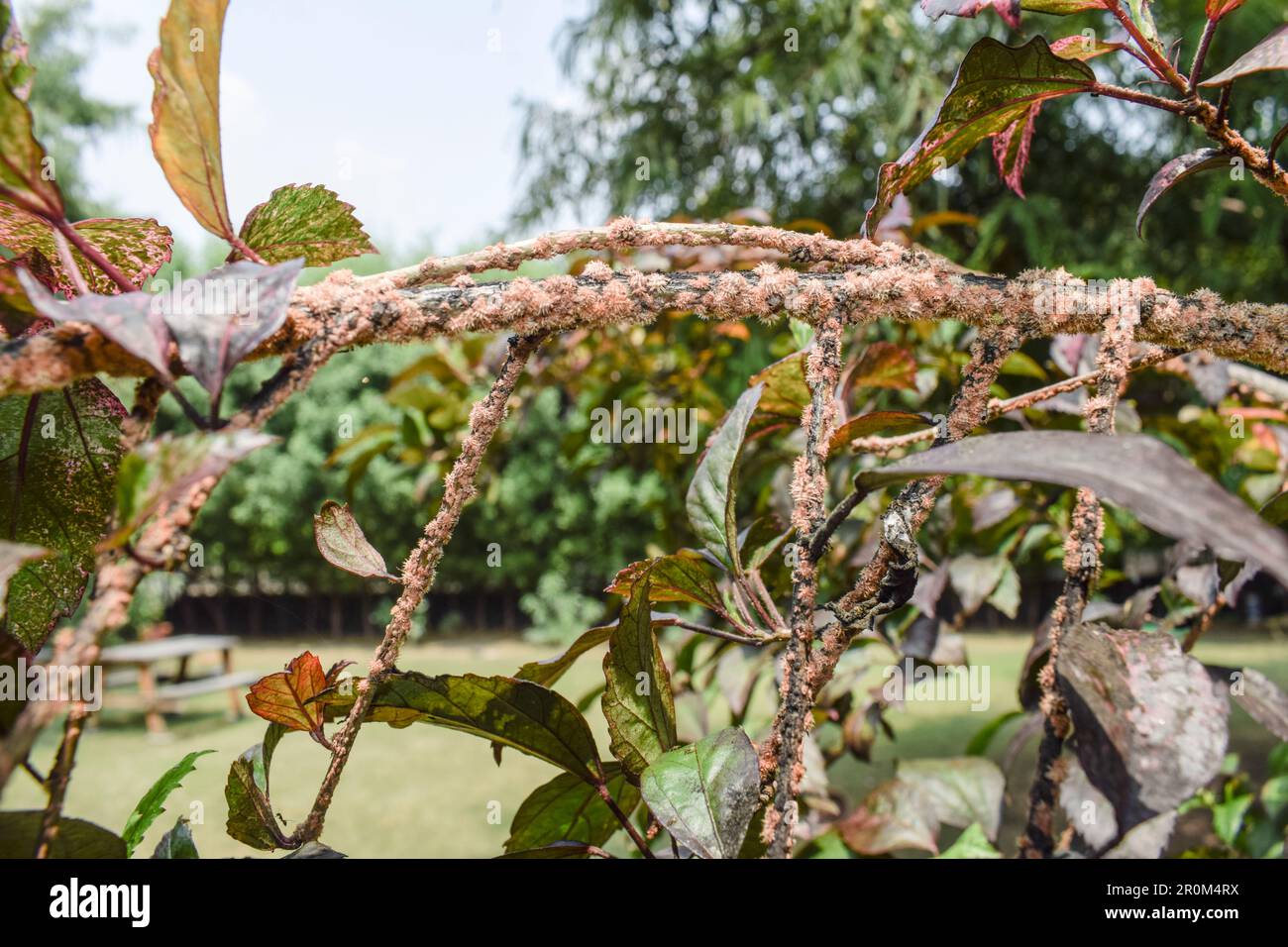 Hibiscus plant disease on hibiscus stem. Brown dots scales on shoeflower foliage infected Stock Photo