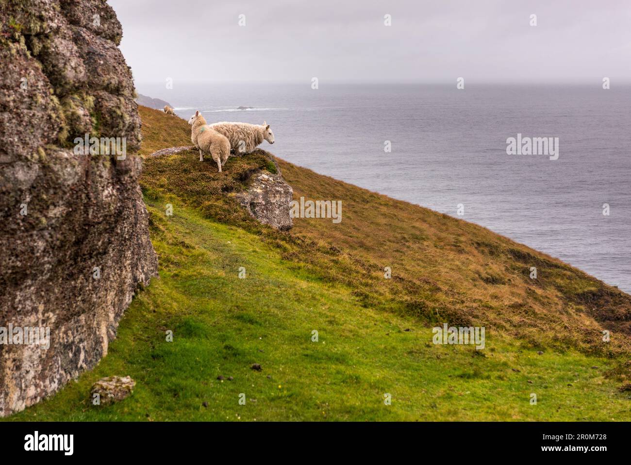 Sheep on the hillside of Sandwood Bay, Highlands, Scotland, UK Stock Photo