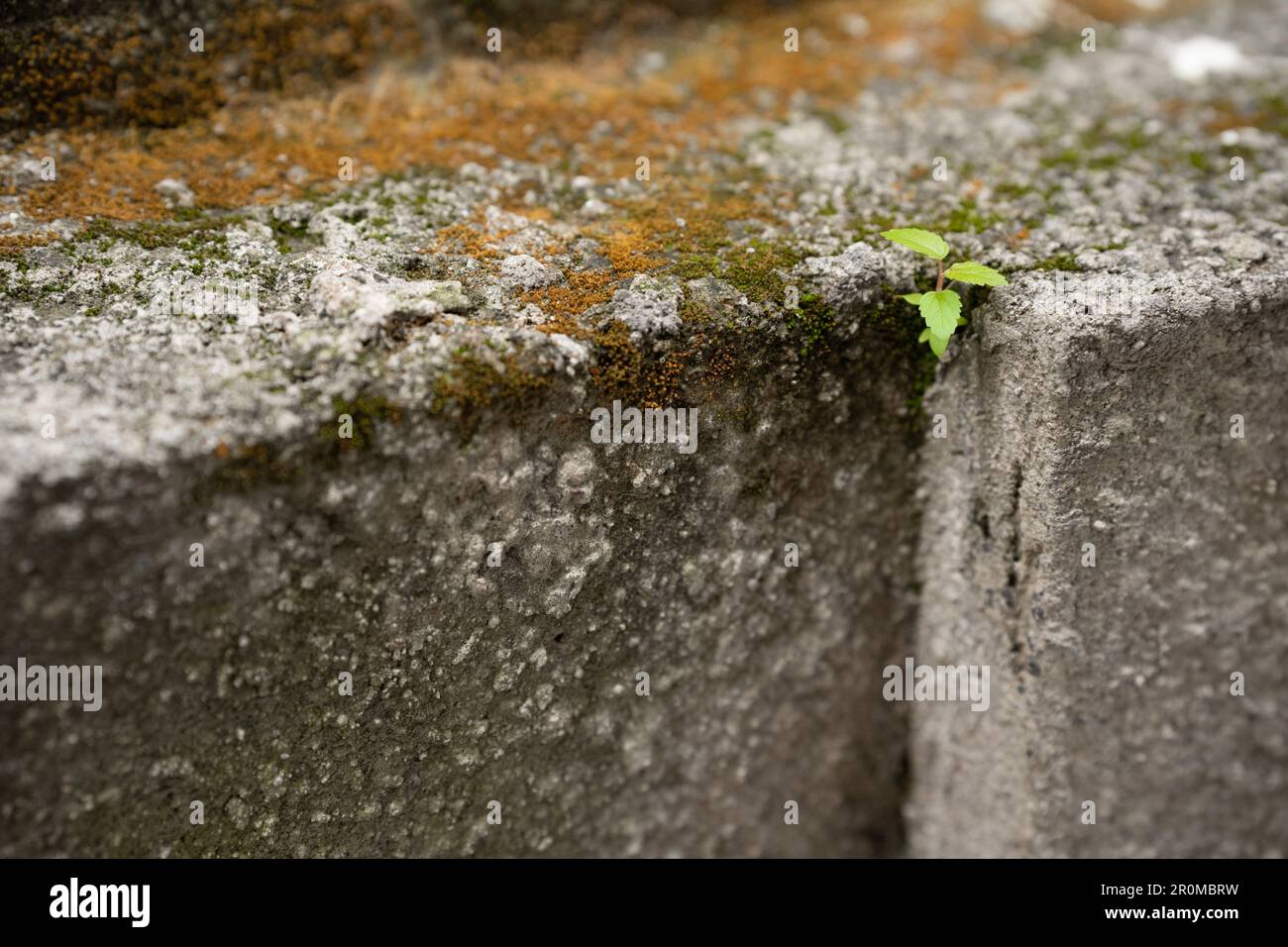 Flower growing out of pavement hi-res stock photography and images - Alamy