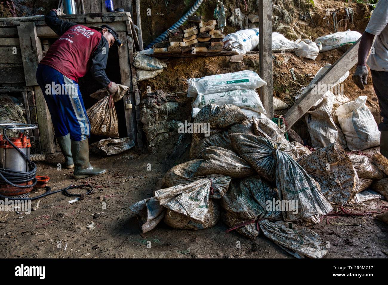 Gold in the java jungle hi-res stock photography and images - Alamy