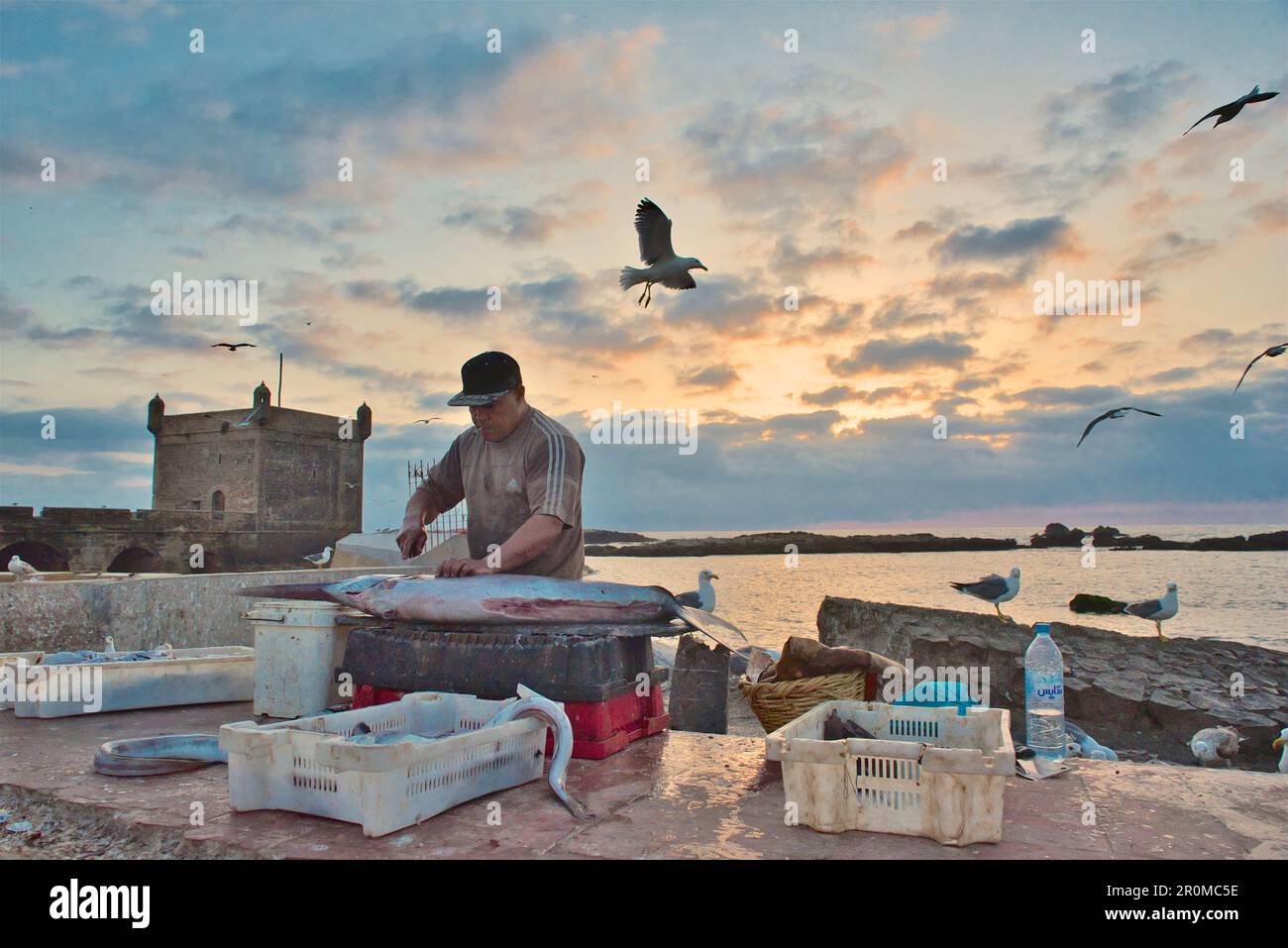 Fisherman disassembles fish in front of fortress tower in the port of Essaouira, after sunset in the evening light; Atlantic coast, Morocco Stock Photo