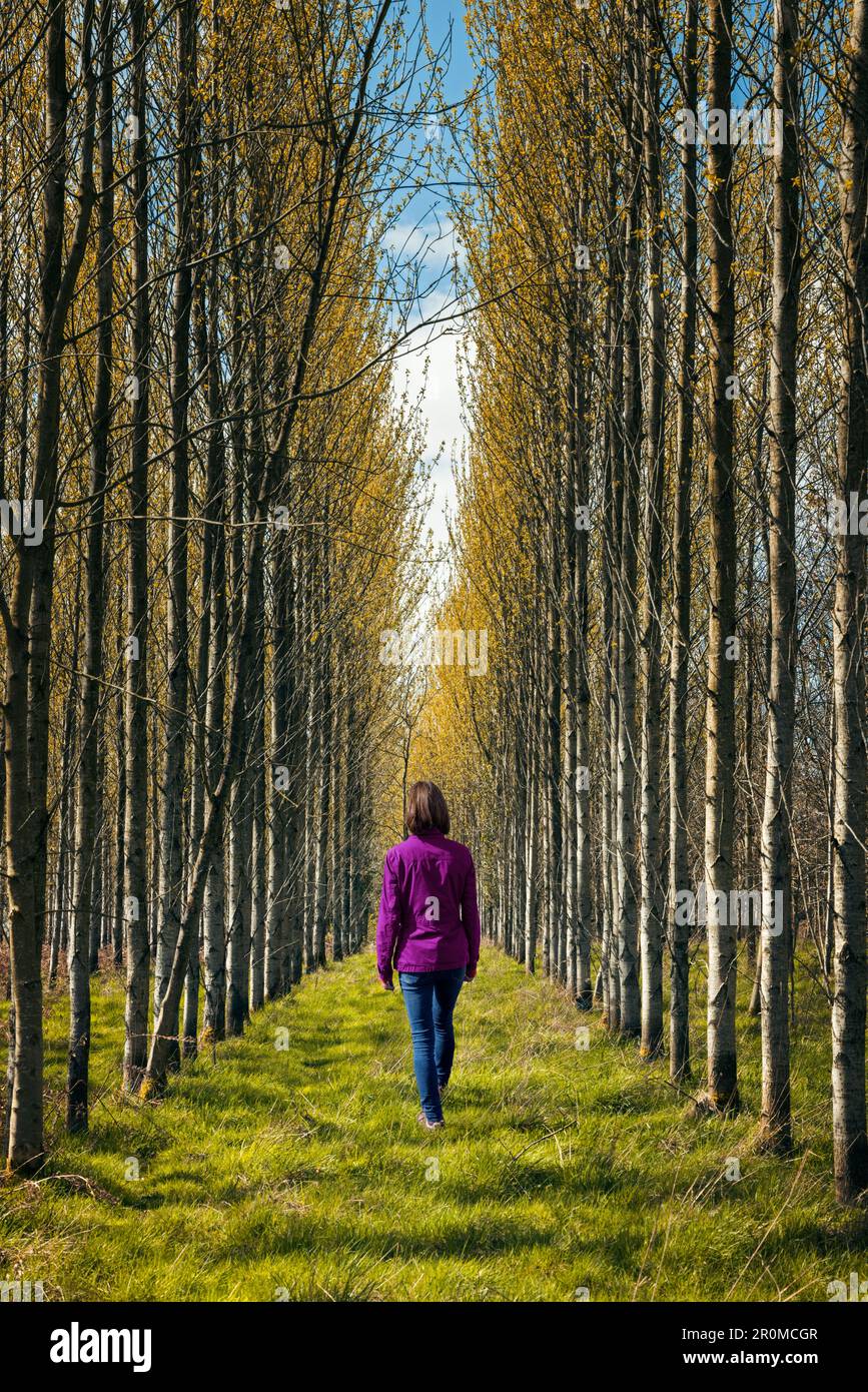 Woman walking through an avenue of trees. Stock Photo