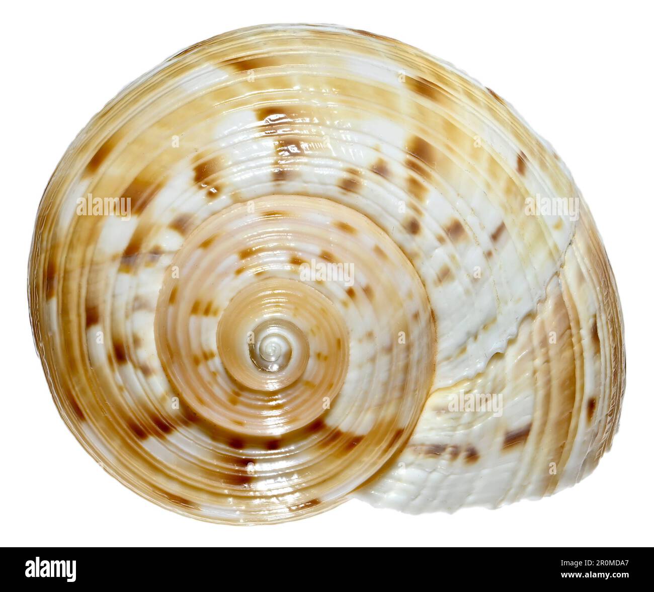 Chinese Tun shell (Tonna chinensis) c6cm. Region: Indo-Pacific Stock Photo