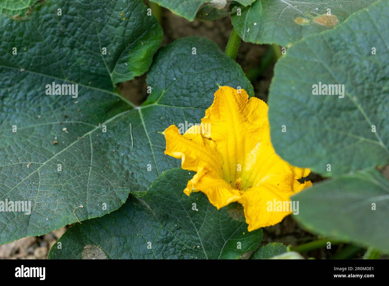 Close-up of yellow colored pumpkin plant flower with his leaves Stock ...
