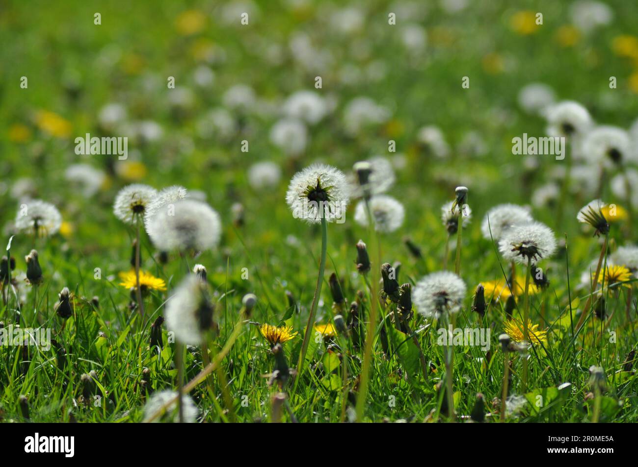 Dandelions (Taraxacum) left to grow freely and to go to seed in a grass