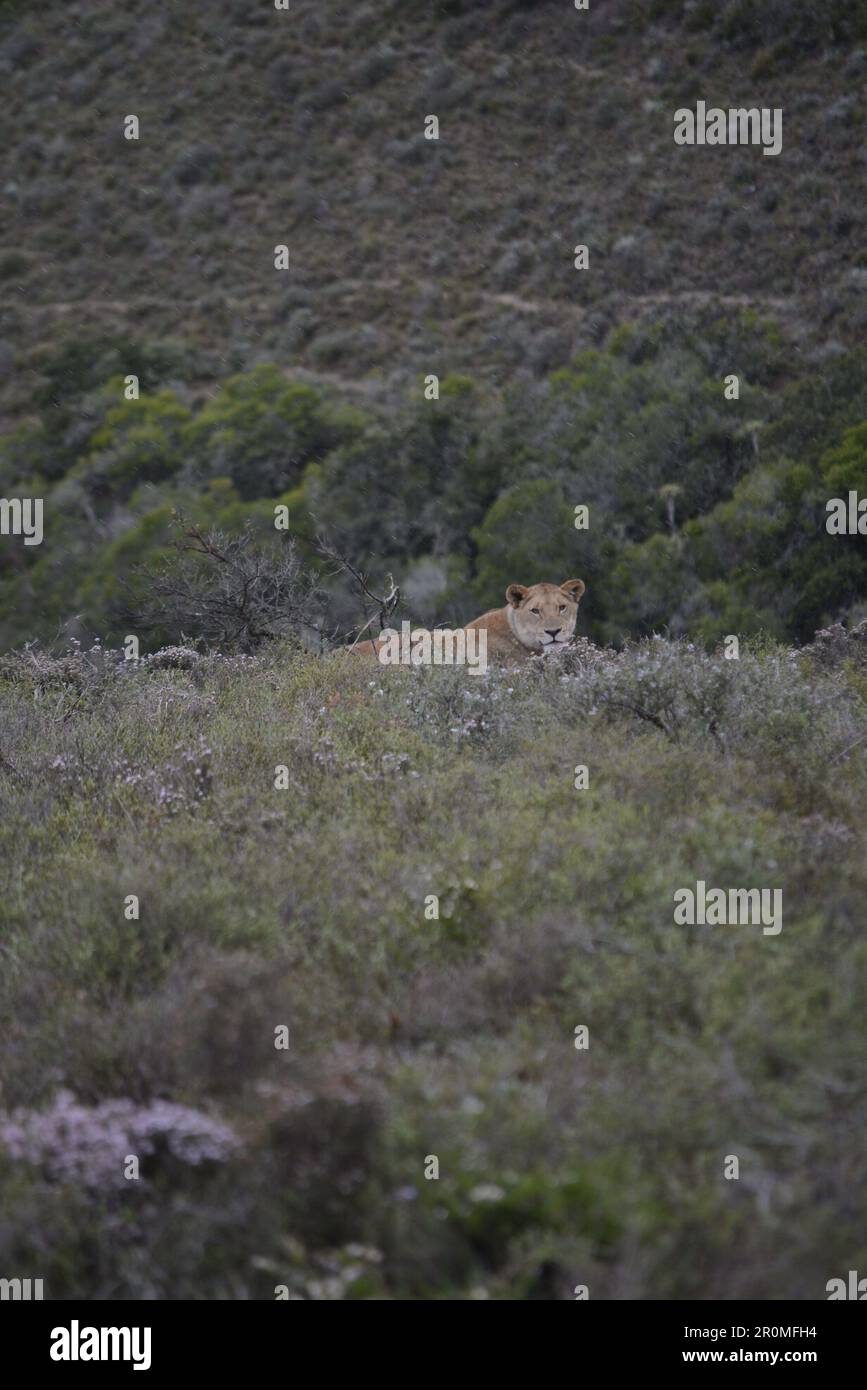 Lioness in african savannah hi-res stock photography and images - Alamy