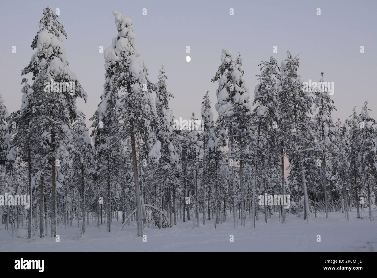 Forest Near Rovaniemi Landscape in Rovaniemi, Finland Stock Photo - Alamy