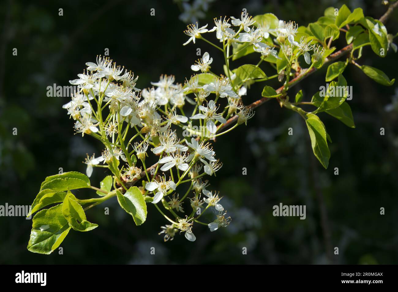 Bright and little white blossoms of blooming twig of Prunus mahaleb tree, the mahaleb cherry or also St Lucie cherry on the dark background, closeup, Stock Photo