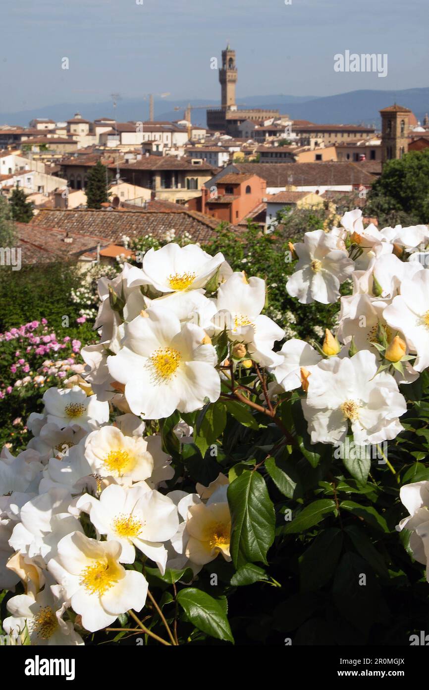Giardino delle Rose Florence Stock Photo Alamy