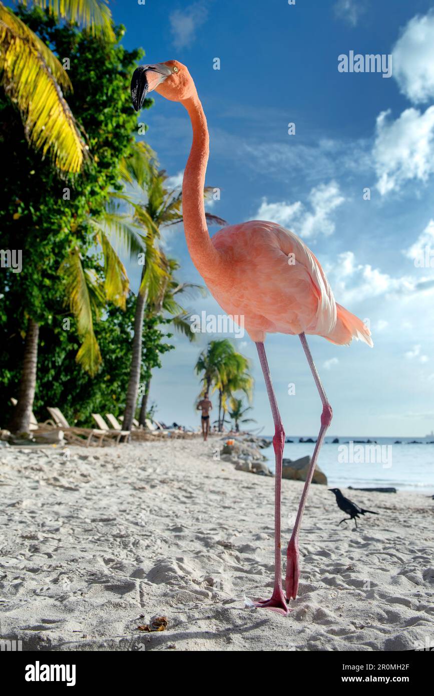 Flamingo beach aruba hi-res stock photography and images - Alamy