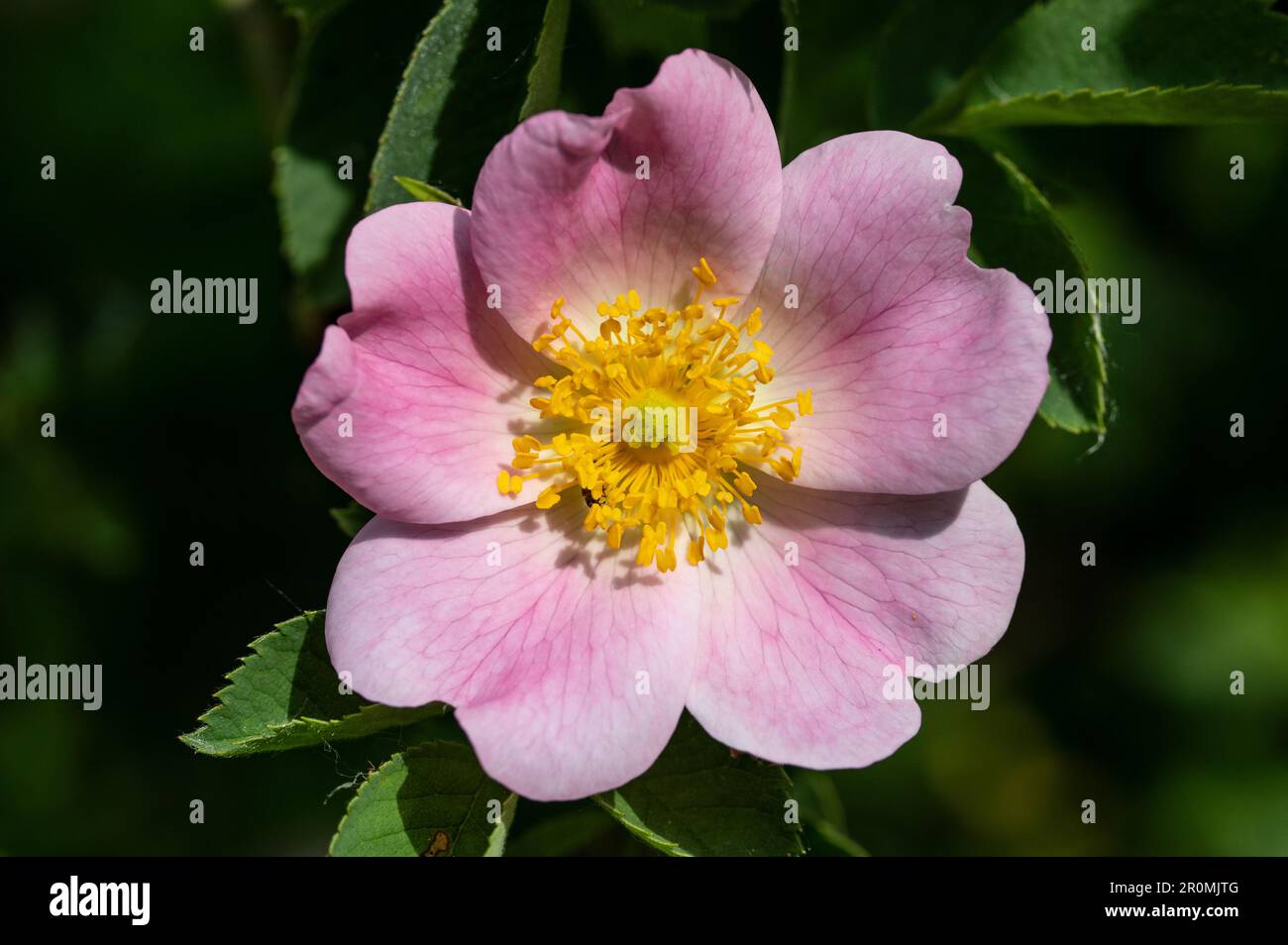 Spring rosehip flower Stock Photo - Alamy