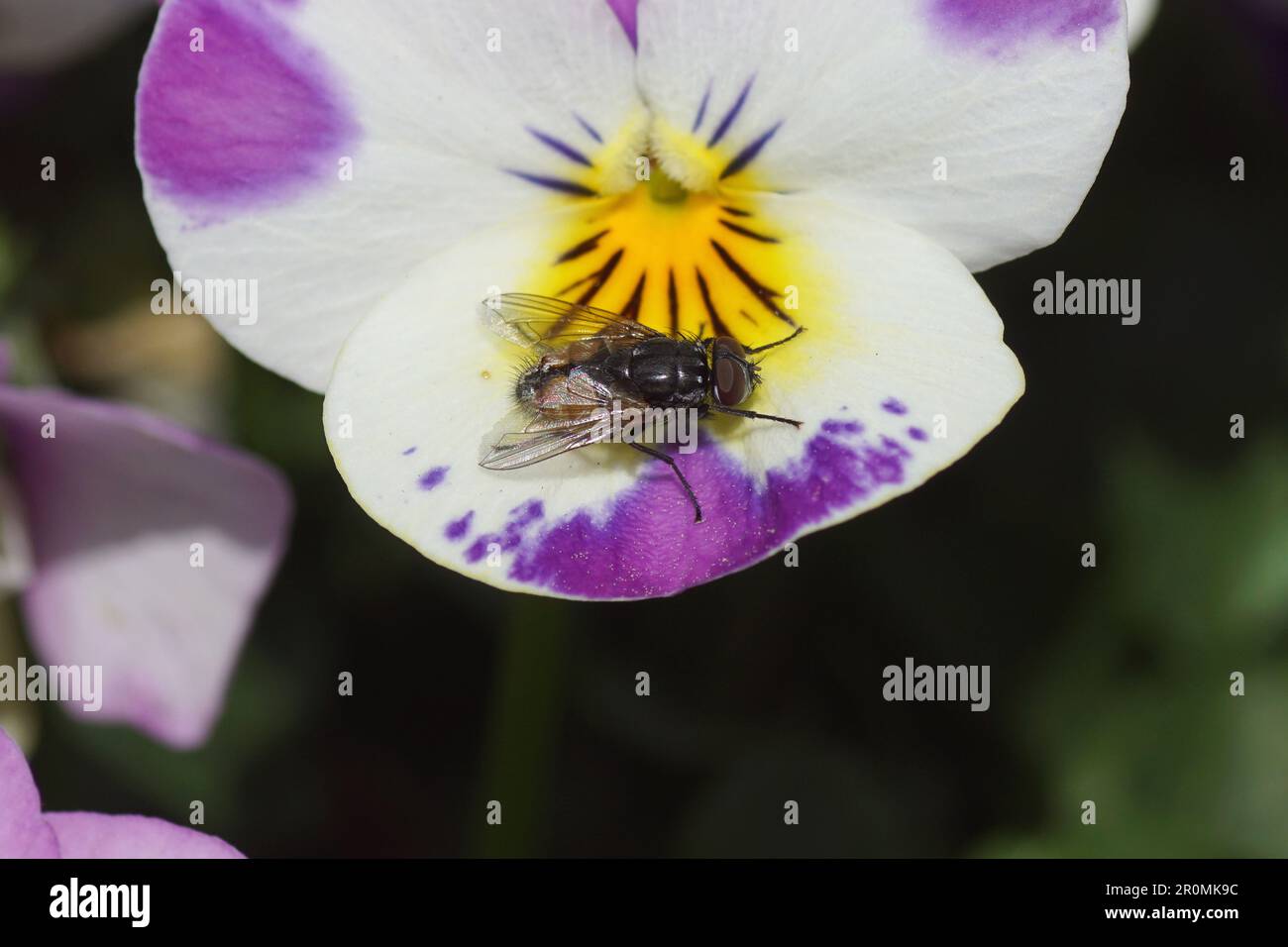 Male face fly, autumn housefly (Musca autumnalis), family Muscidae on a flower of garden pansy Viola cornuta, Violet family Violaceae. Spring, May Stock Photo